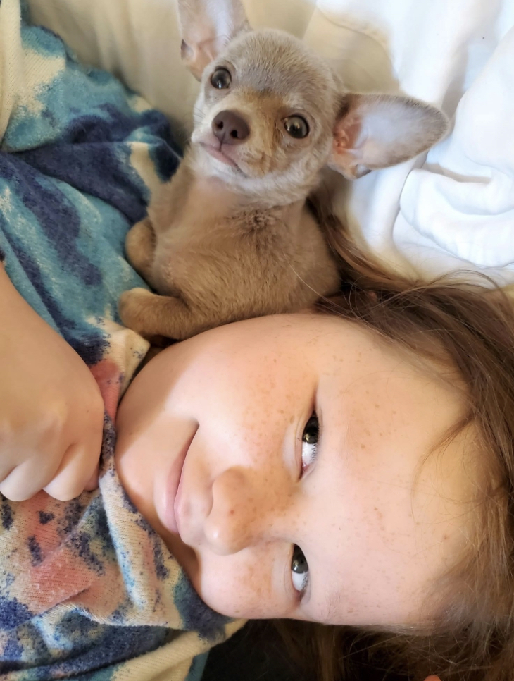 East Tennessee Chihuahuas breeder photo